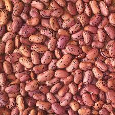 Hidatsa Red Pole Bean