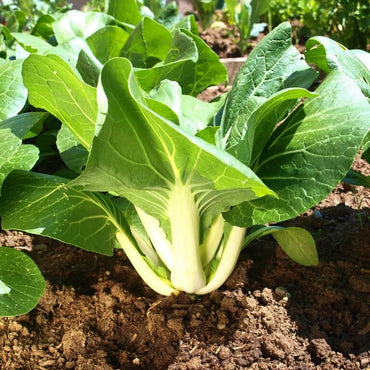 Graines de Bok Choy TKE Farms & Gardens