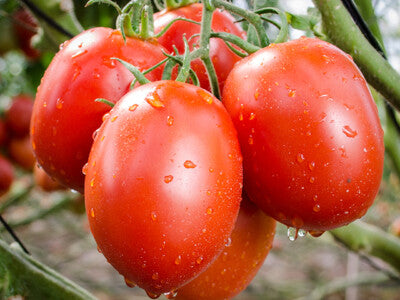 Semi di pomodoro ereditario di Martino di Roma