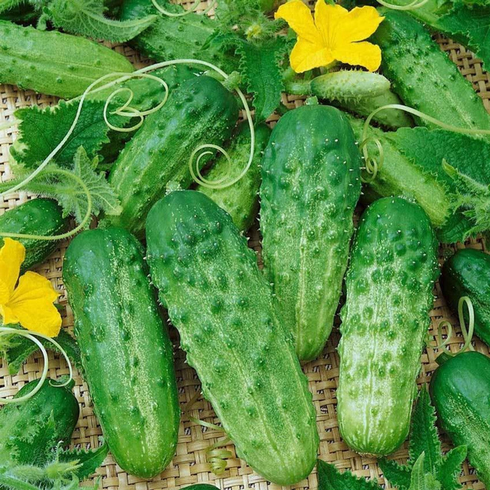 パリジャン ガーキン キュウリの種