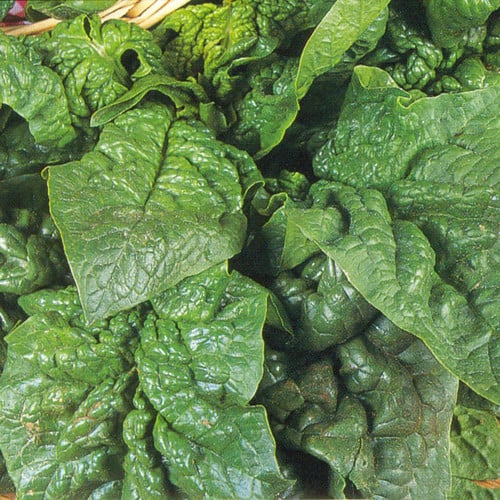 Winter Giant Spinach Seeds