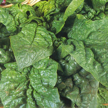 Winter Giant Spinach Seeds