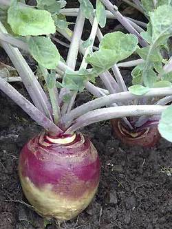 Kohlrabi Seed Packet Collection – Purple & White