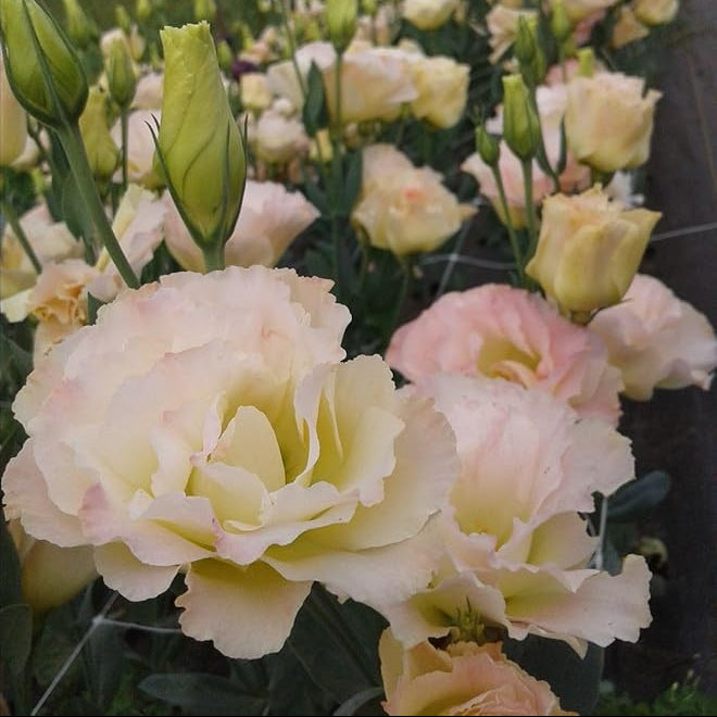 Peach Eustoma (Lisianthus) Flower seeds for Planting Compact Growth Heirloom & GMO Free Seeds for Home Garden
 
 Sale