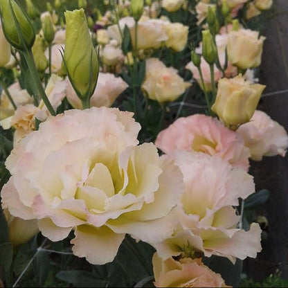 Peach Eustoma (Lisianthus) Flower seeds for Planting Compact Growth Heirloom & GMO Free Seeds for Home Garden
 
 Sale