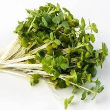 Semi di rucola Semi per microgreens Non-OGM