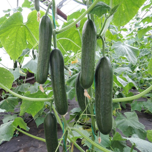 Beit Alpha Cucumber Seeds