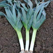 Leek Autumn Giant Seeds