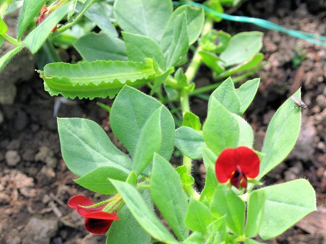 "Asparagus Pea Seeds for Planting – Delicious, Nutritious & Easy-to-Grow Garden Favorite"
