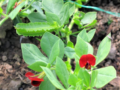 "Asparagus Pea Seeds for Planting – Delicious, Nutritious & Easy-to-Grow Garden Favorite"
