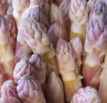 Semi di Asparagi Viola Argenteuil