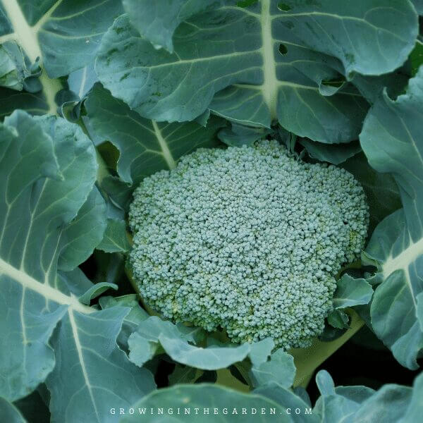 Semi di broccoli Gardeners Basics