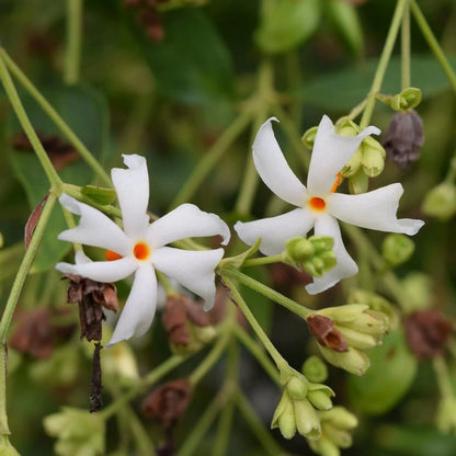 Night Blooming Jasmine Flower Seeds