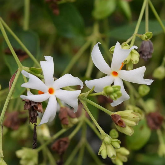 Night Blooming Jasmine Flower Seeds