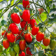 Graines de tomate Roma biologiques