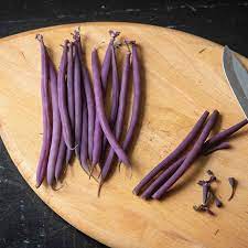 Graines de haricot buisson Purple Queen