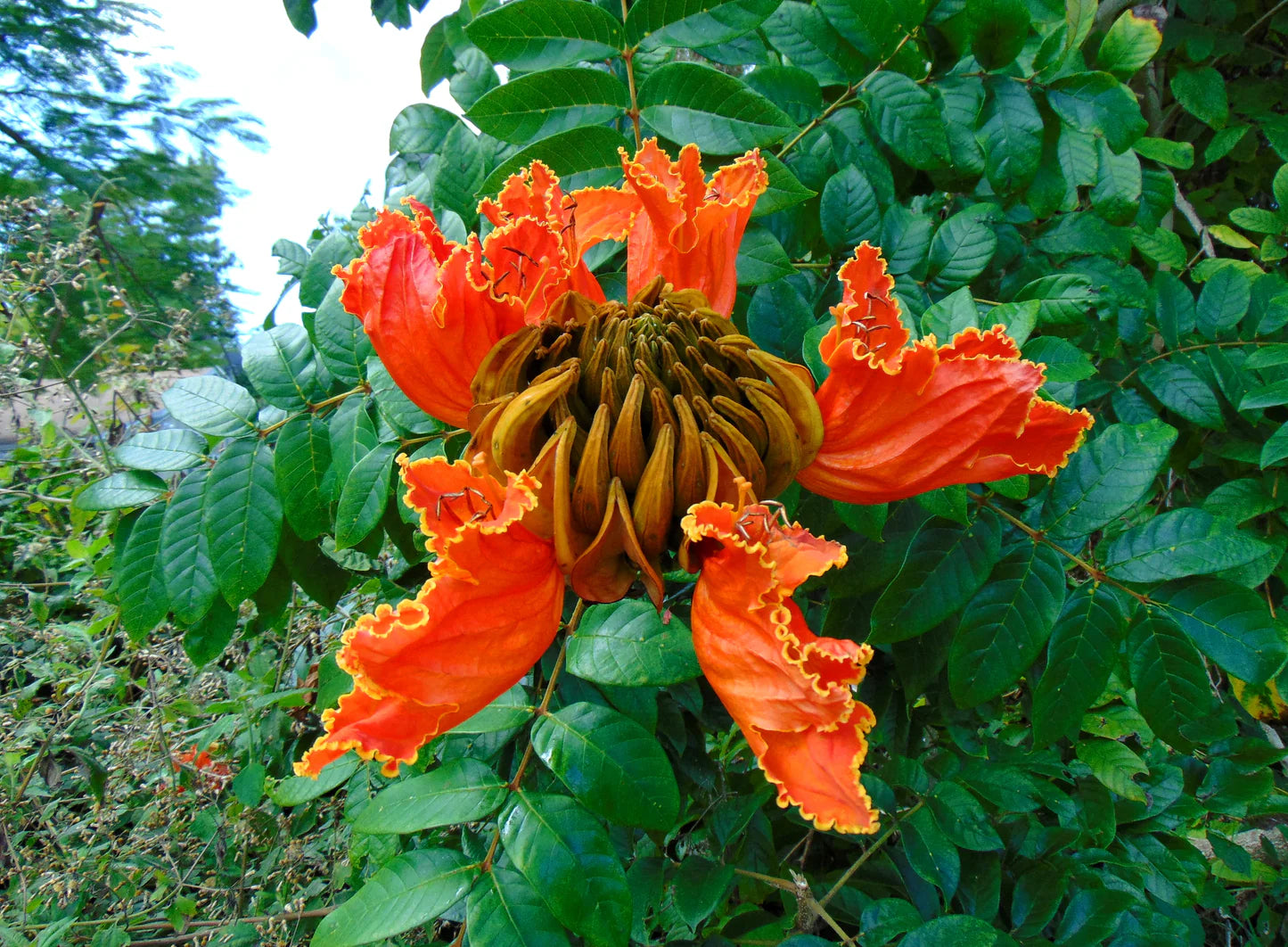 Tulip Tree Flower Seeds