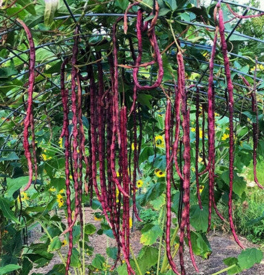 Red Noodle Asparagus Bean Seeds