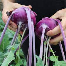 Kolibri F1 Hybrid Kohlrabi Seeds