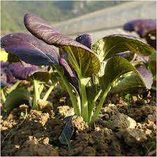 Graines de Bok Choy aux feuilles violettes