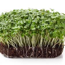 Semi di rucola per germogliamento
