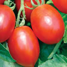 Burpee 'Gladiator' Roma Tomato Seeds