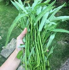 Ong Choy Water Spinach Seeds