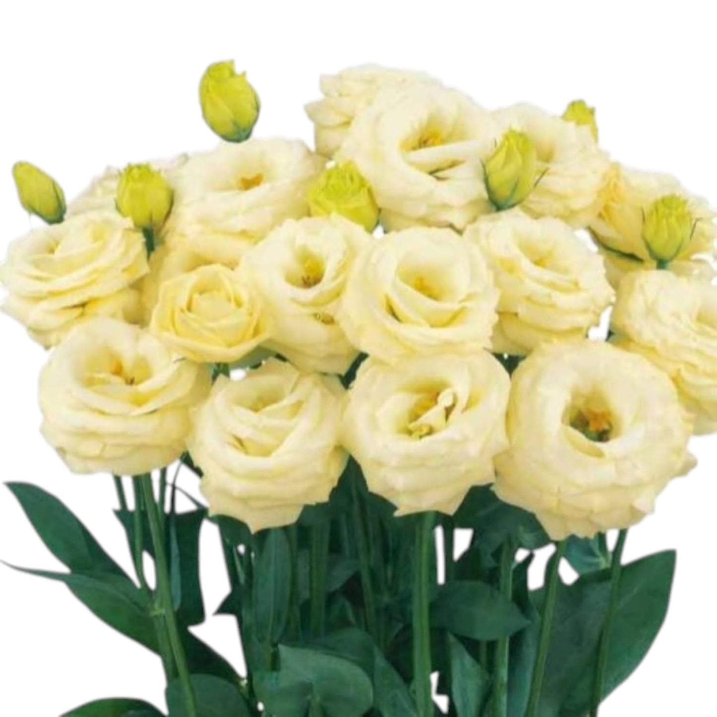 Yellow Lisianthus Flower seeds for Planting - Cottage Garden Essential, Heirloom & GMO Free Seeds for Home Garden