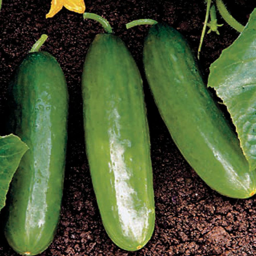 Varietà di cetriolo Park Seed
