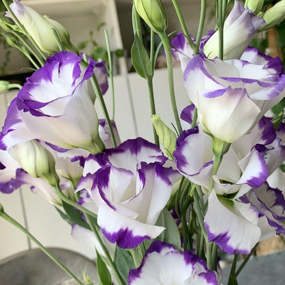 Semillas de flor de Lisianthus mezclado zafiro para plantar - Floreciente estacional, semillas tradicionales y libres de organismos modificados genéticamente para jardín doméstico