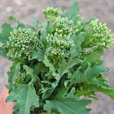 Graines de Brocoli Raab Biologiques