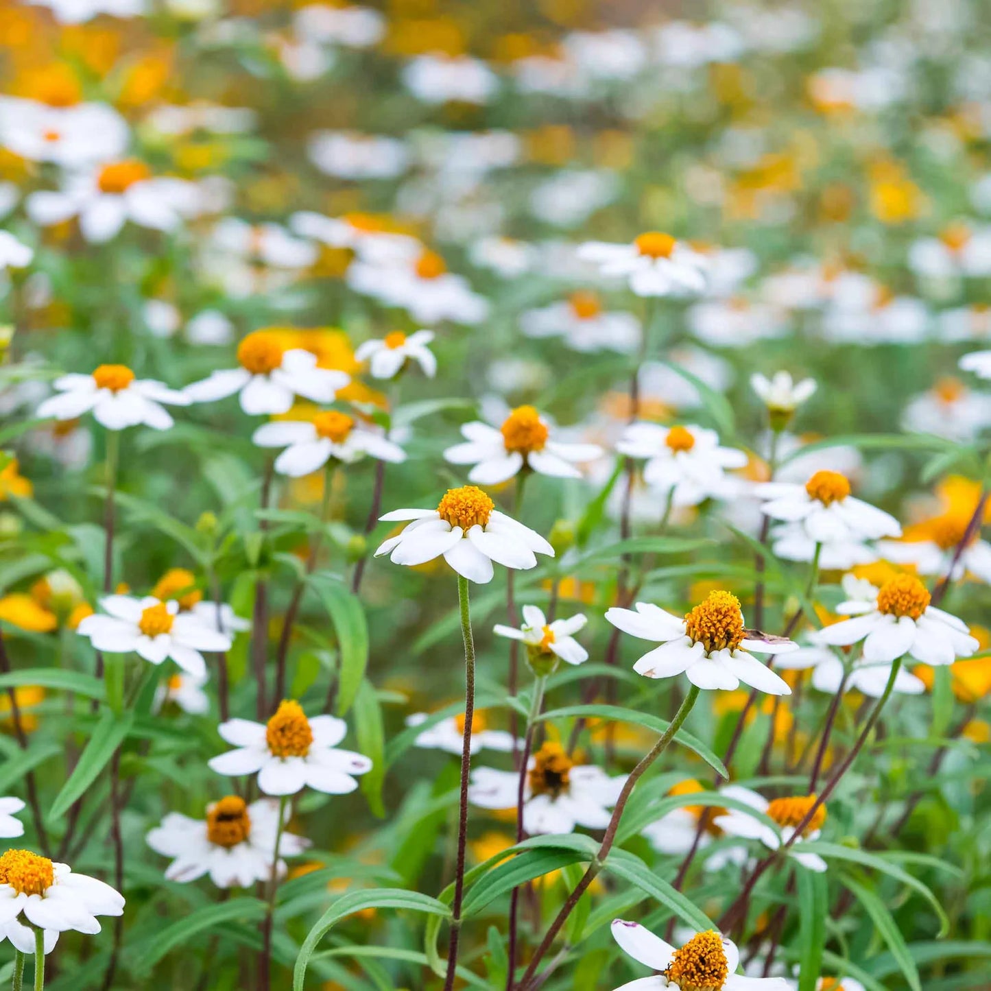Zinnia Linearis Mix Seeds
