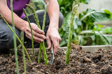 "Gardeners Basics Asparagus Seeds