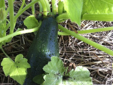 美容ズッキーニの種 非遺伝子組み換えの伝統的な夏のカボチャ 家庭菜園用