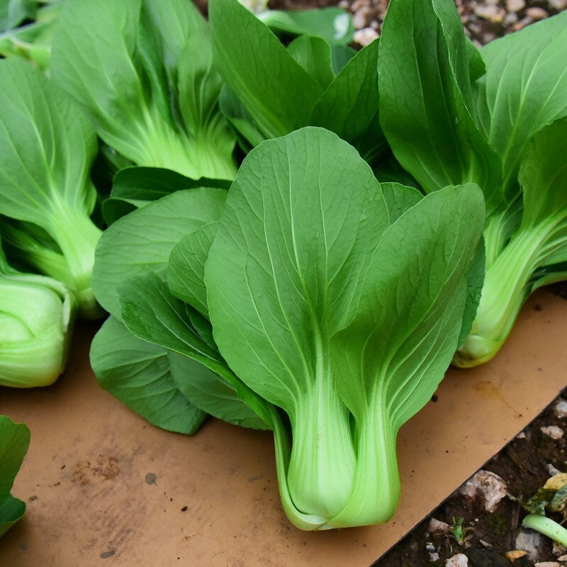 Burpee Toy Choi Cabbage Seeds