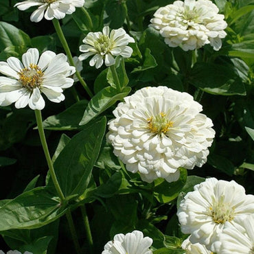 Zinnia Elegans White Seeds