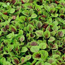 Red Stripe Leaf Amaranth Seeds