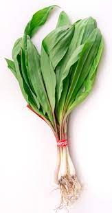 Wild Ramp Seeds