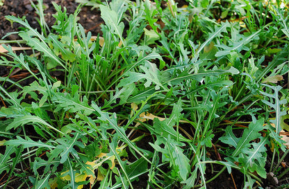 „Astro“ Rucola Samen