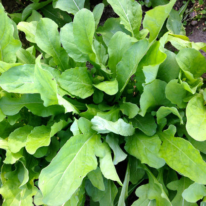 Astro Arugula Lettuce Seeds
