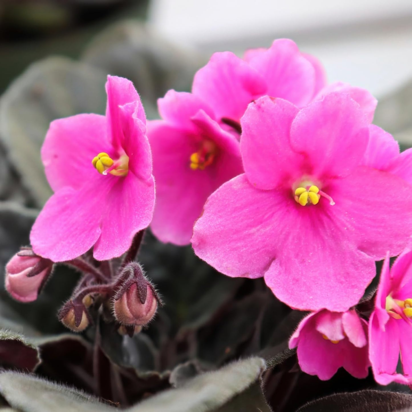 African Violet Flower Seeds Light Pink Flower seeds for Planting - Colorful Display, Heirloom & GMO Free Seeds for Home Garden