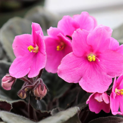 African Violet Flower Seeds Light Pink Flower seeds for Planting - Colorful Display, Heirloom & GMO Free Seeds for Home Garden