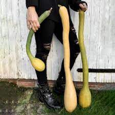 Tromboncino Rampicante Kletter-Zucchini Samen