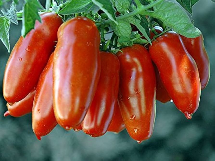 Überlebensgarten Paste Tomatensamen Sammlung