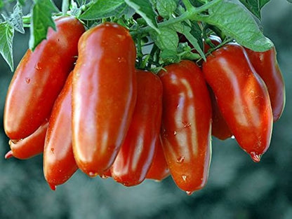 Überlebensgarten Paste Tomatensamen Sammlung