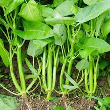 Kong Xin Cai (Kangkong) Water Spinach Seeds