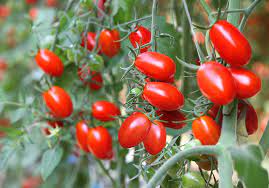 Graines de tomate Baby Roma (Roma cerise)