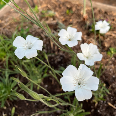 Agrostemma Ocean Pearl Flower seeds for Planting, Garden Favorite Heirloom & GMO Free Seeds for Home Garden