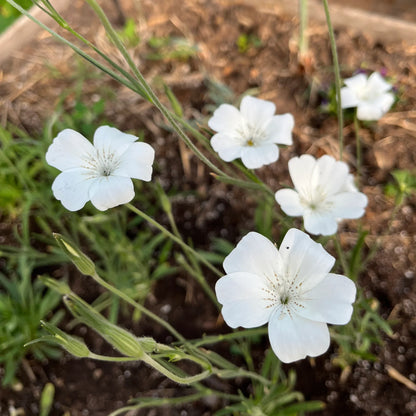 Agrostemma Ocean Pearl Flower seeds for Planting, Garden Favorite Heirloom & GMO Free Seeds for Home Garden