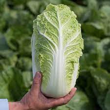 Graines de chou chinois Bok Choy